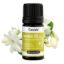 Jasmine Oil 5%