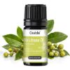 Bio Litsea cubeba Öl
