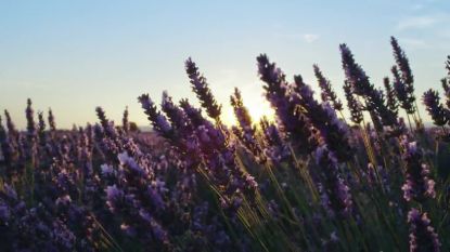 skjur skincare